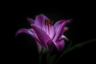 紫色的花摄影
